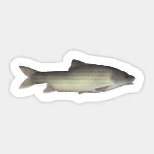 Ripon Barb Sticker